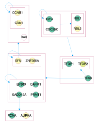 Biological Network